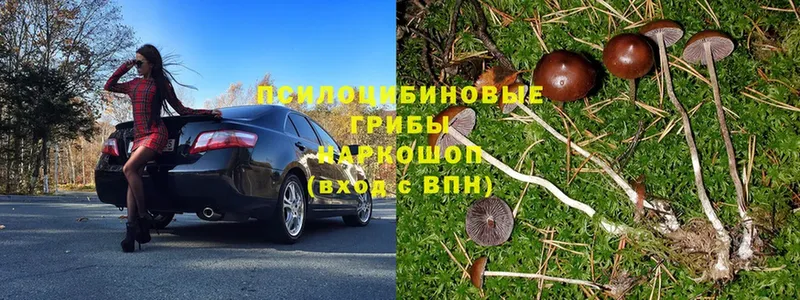 mega ТОР  Егорьевск  Галлюциногенные грибы Psilocybine cubensis 